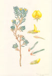 Pultenaea canaliculata