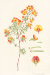 Pultenaea laxiflora