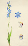 Thelymitra aristata