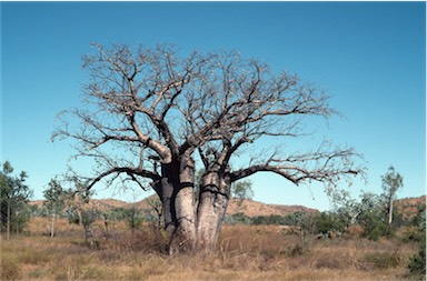 APII jpeg image of Adansonia gregorii  © contact APII