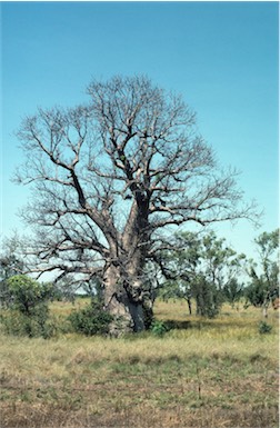 APII jpeg image of Adansonia gregorii  © contact APII