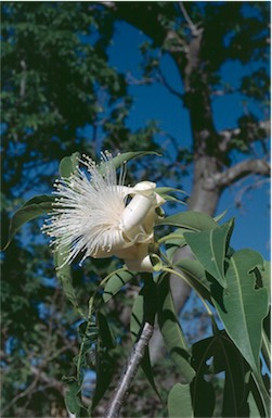 APII jpeg image of Adansonia gregorii  © contact APII