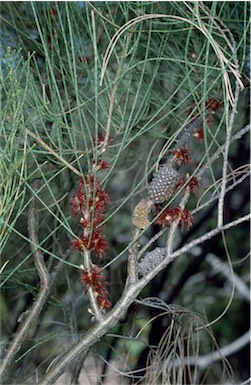 APII jpeg image of Allocasuarina campestris  © contact APII