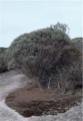 APII jpeg image of Allocasuarina distyla  © contact APII