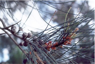 APII jpeg image of Allocasuarina fraseriana  © contact APII