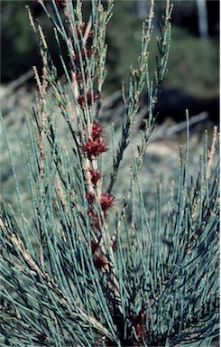 APII jpeg image of Allocasuarina grampiana  © contact APII