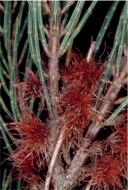 APII jpeg image of Allocasuarina nana  © contact APII