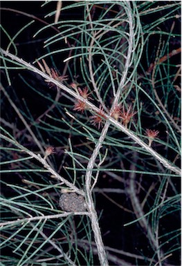 APII jpeg image of Allocasuarina nana  © contact APII