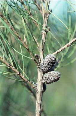 APII jpeg image of Allocasuarina paradoxa  © contact APII