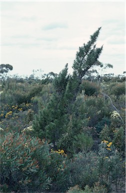 APII jpeg image of Allocasuarina pinaster  © contact APII