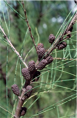 APII jpeg image of Allocasuarina portuensis  © contact APII