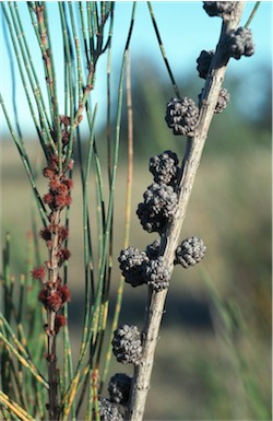 APII jpeg image of Allocasuarina rigida  © contact APII