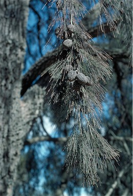 APII jpeg image of Allocasuarina torulosa  © contact APII