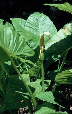 APII jpeg image of Alocasia brisbanensis  © contact APII