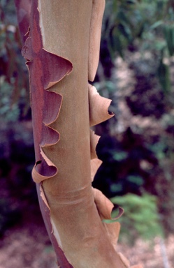 APII jpeg image of Angophora costata  © contact APII