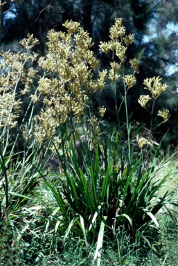 APII jpeg image of Anigozanthos flavidus  © contact APII