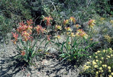 APII jpeg image of Anigozanthos humilis  © contact APII