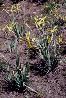 APII jpeg image of Anigozanthos manglesii  © contact APII