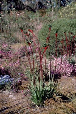 APII jpeg image of Anigozanthos manglesii  © contact APII