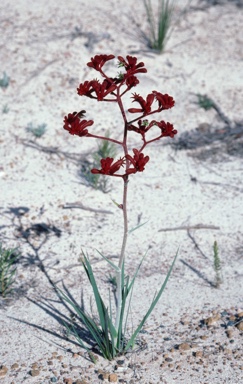 APII jpeg image of Anigozanthos rufa  © contact APII