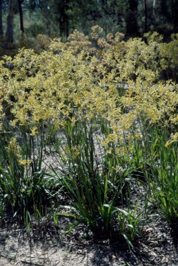 APII jpeg image of Anigozanthos pulcherrimus 'Bush Dawn'  © contact APII