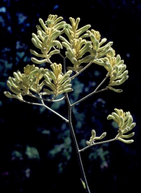 APII jpeg image of Anigozanthos pulcherrimus 'Bush Dawn'  © contact APII