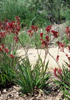 APII jpeg image of Anigozanthos 'Bush Ranger'  © contact APII