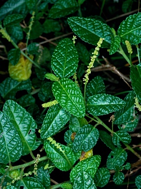 APII jpeg image of Acalypha nemorum  © contact APII