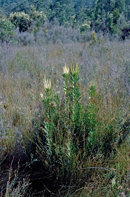 APII jpeg image of Agastachys odorata  © contact APII