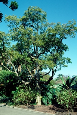 APII jpeg image of Ailanthus triphysa  © contact APII