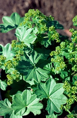 APII jpeg image of Alchemilla xanthochlora  © contact APII