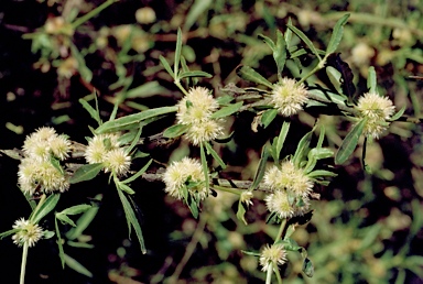 APII jpeg image of Alternanthera nodiflora  © contact APII