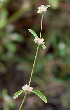 APII jpeg image of Alternanthera ficoidea  © contact APII