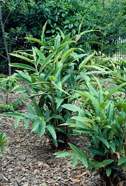 APII jpeg image of Alpinia caerulea  © contact APII