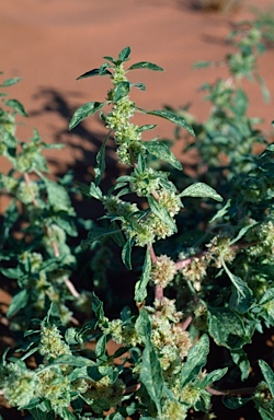 APII jpeg image of Amaranthus grandiflorus  © contact APII