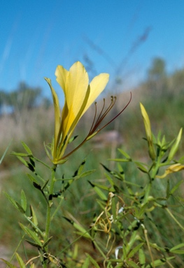 APII jpeg image of Cleome cleomoides  © contact APII