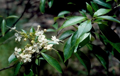 APII jpeg image of Clerodendrum floribundum var. attenuatum  © contact APII