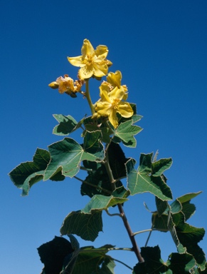 APII jpeg image of Cochlospermum fraseri subsp. heteronemum  © contact APII