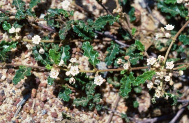 APII jpeg image of Androcalva gaudichaudii  © contact APII