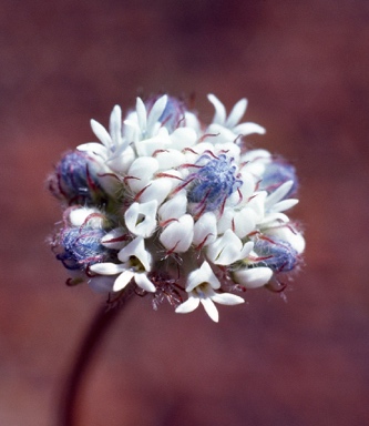 APII jpeg image of Conospermum densiflorum  © contact APII