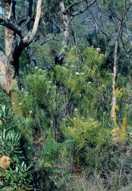 APII jpeg image of Conospermum mitchellii  © contact APII