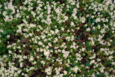 APII jpeg image of Asperula minima  © contact APII