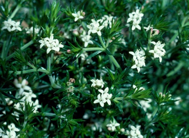 APII jpeg image of Asperula scoparia var. scoparia  © contact APII