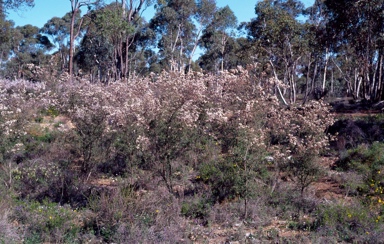 APII jpeg image of Ericomyrtus serpyllifolia  © contact APII