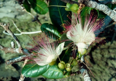 APII jpeg image of Barringtonia asiatica  © contact APII