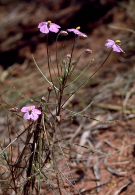 APII jpeg image of Byblis filifolia  © contact APII