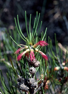 APII jpeg image of Calothamnus oldfieldii  © contact APII