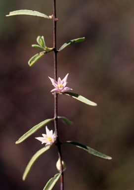 APII jpeg image of Boronia grandisepala subsp. grandisepala  © contact APII