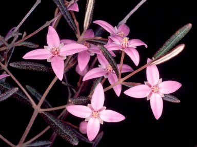 APII jpeg image of Boronia ledifolia  © contact APII