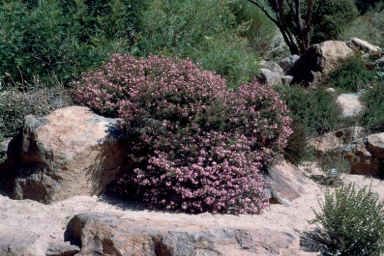 APII jpeg image of Boronia microphylla  © contact APII